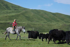 騎馬放牧犛牛的藏族孩童(莫聞攝)