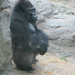 Gorilla_002 posted by *Ice Princess* to Flickr