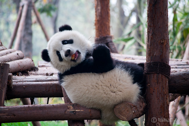 Panda_Kindergarten_Apple_Chengdu_Sichuan_China