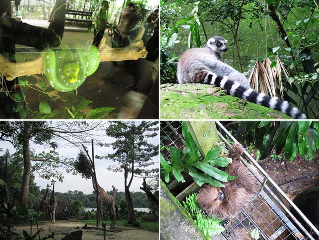 singapore zoo snake lemur giraffe sloth