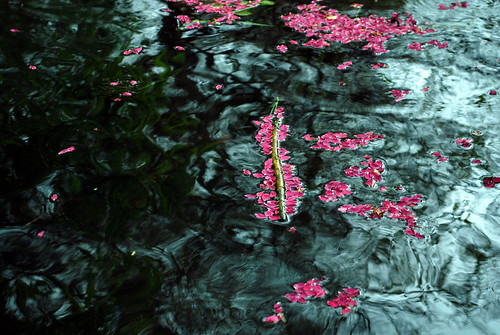 DSC_0264-petals-in-water_crop_adj