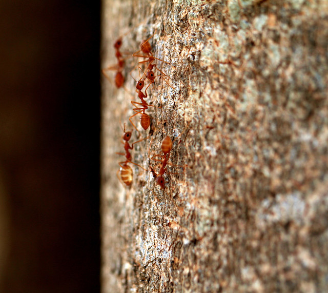 Weaver Ants - March Past