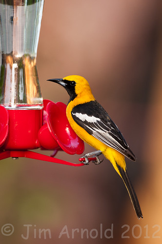 Male Hooded Oriole by Jim Arnold (jga154)