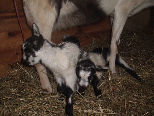 goat babies 083 by linger.kathy