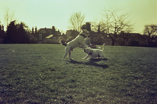 telegraph dogs playing