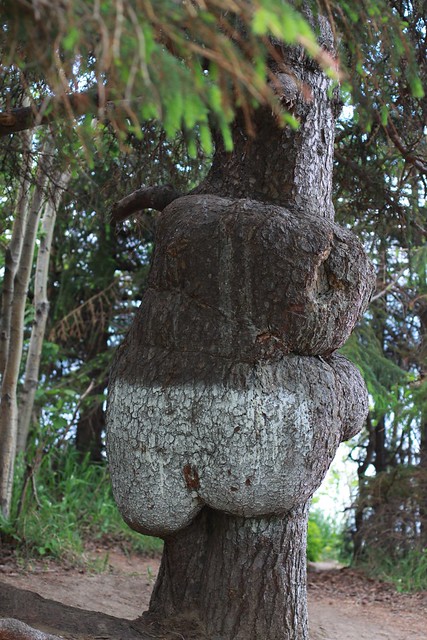 Tree Butt 53