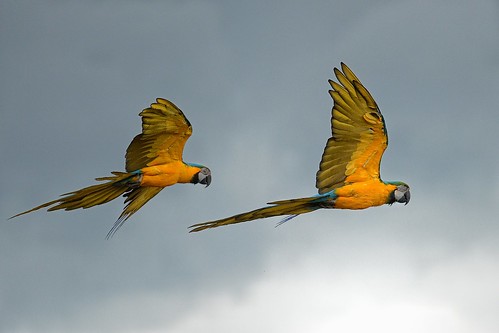 Blue and Yellow Macaw in flight by Rivertay (more off than on)