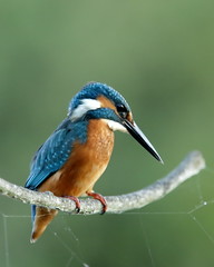 Martin pescatore - Kingfisher