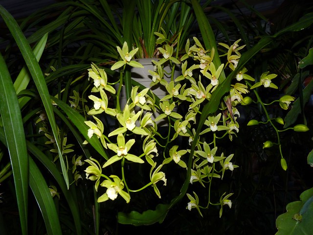 Cymbidium Orchid Conference 'Tamiko' hybrid orchid