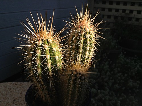 Cactus with iPad mini