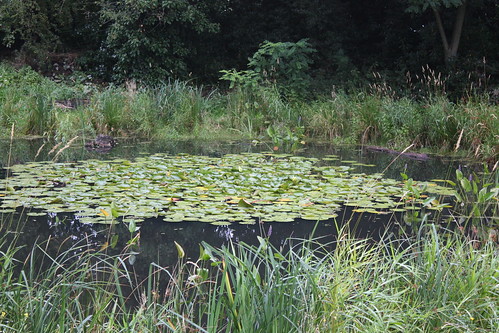 Lilies on Eaglesfield Pond