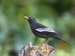 Thrush : Blackbird - 03