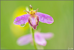 Le orchidee di Osoppo