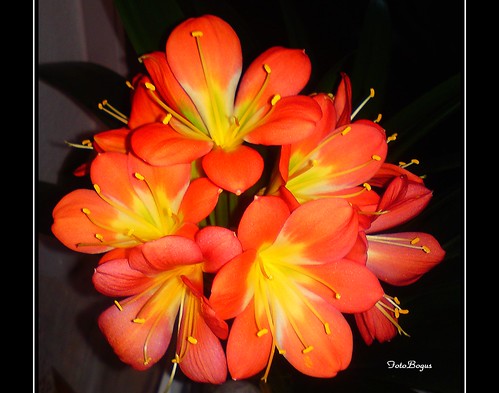 FLOWERS BL by fotobogus