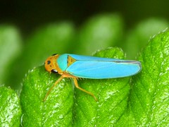 Leafhoppers of Ecuador
