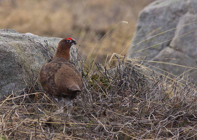 red grouse male