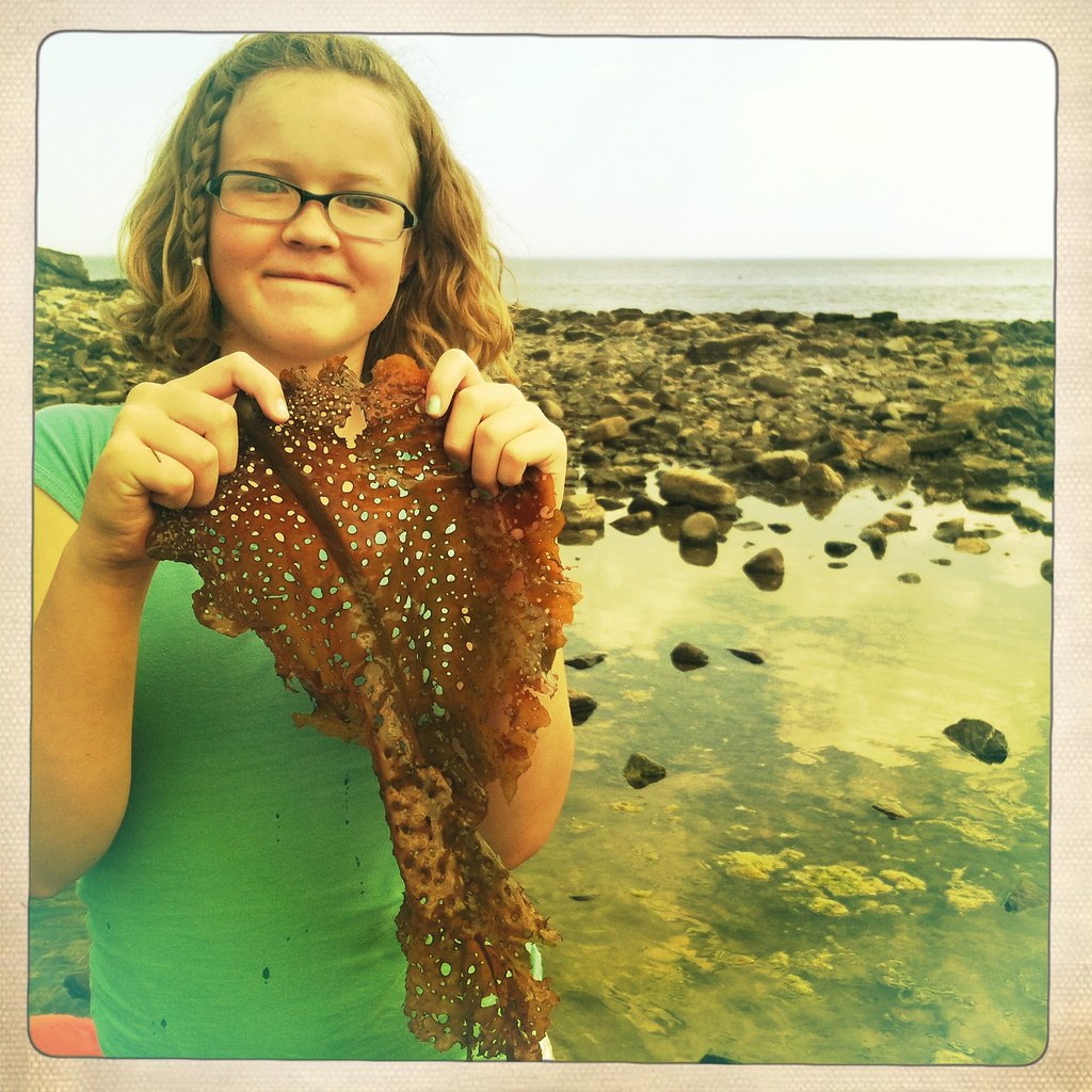 Big kelp