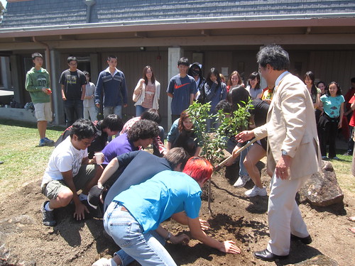 Cherry Tree Planting @ Henry Gunn High School