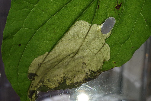 Antispila metallella vacated mine and cut-out on Dogwood