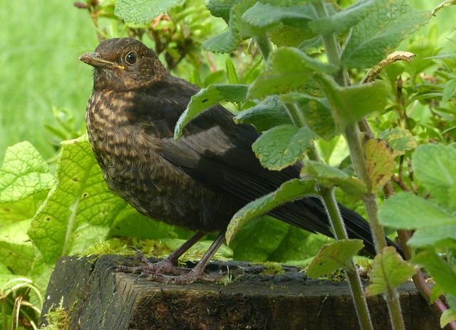 P1010564 - Blackbird Fledgling, Garden