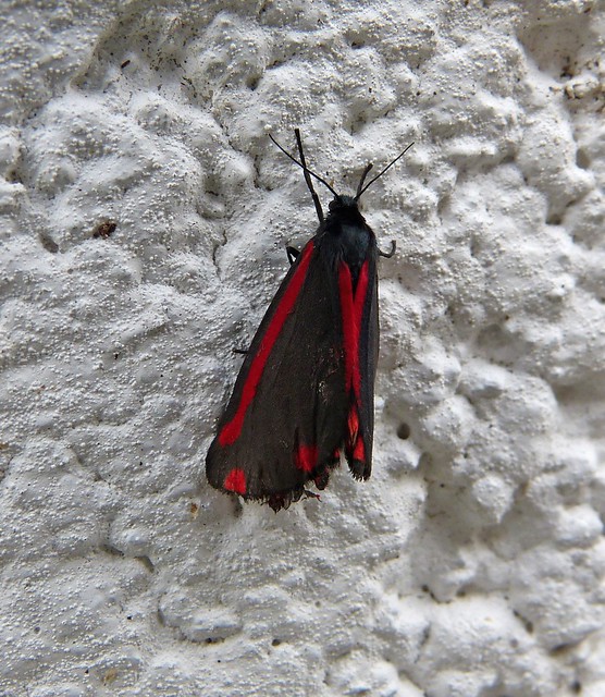 27489 - Cinnabar Moth, Garden