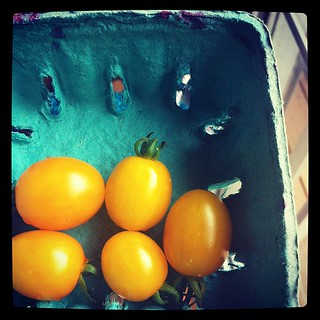 My first yellow grape tomatoes
