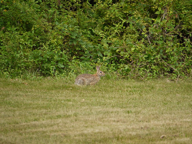 wild rabbit 4