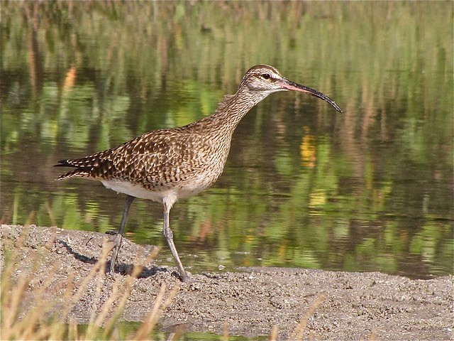 Whimbrel at the Sunshine Skyway Bridge North Rest Area 11