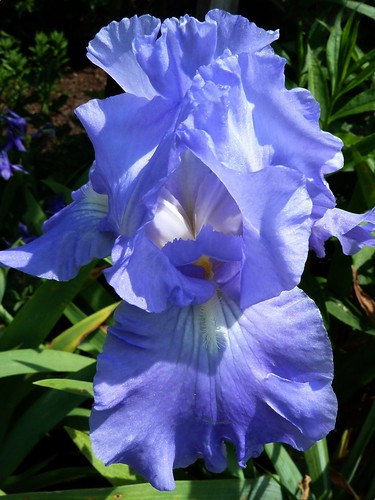 Chicago Botanic Garden, Blue Iris by lalobamfw