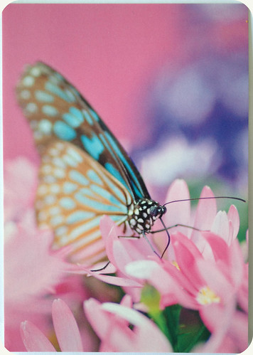 Butterfly on Flower postcard send for June-November RR part 3 in 2012 by FaeSarah