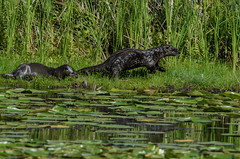 River Otters_4291.jpg by Mully410 * Images