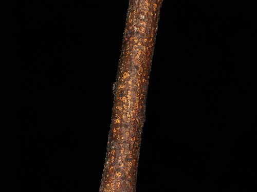 フタオビアラゲカミキリ