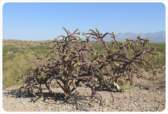 cactus bush arizona