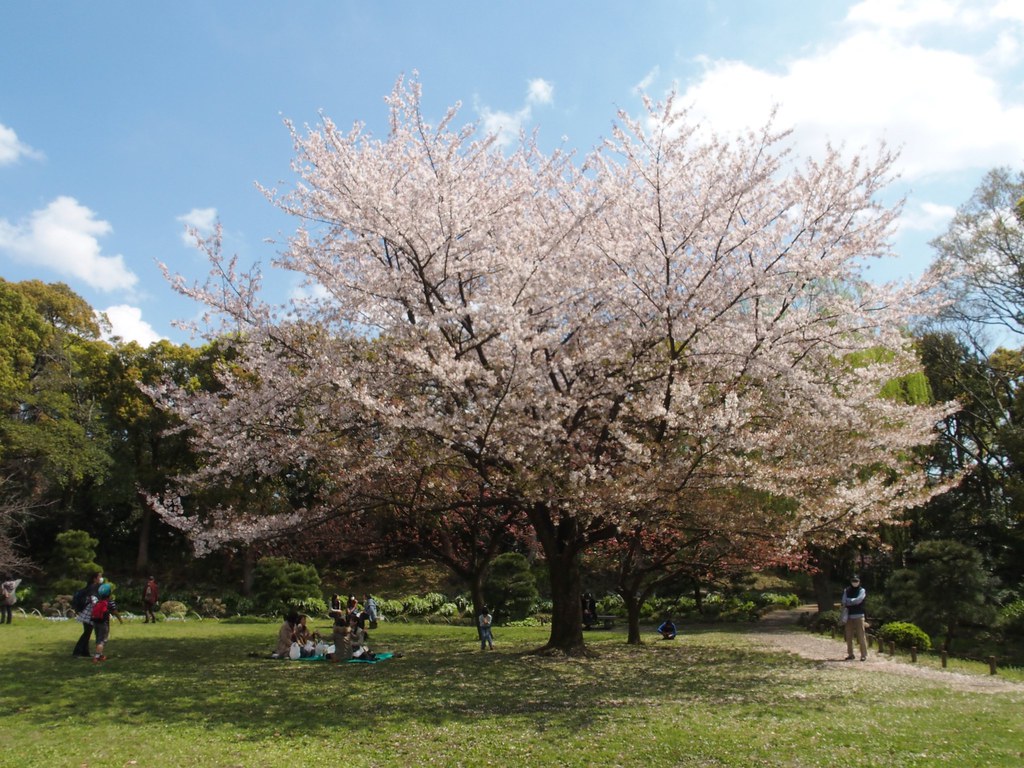 清澄公園　大きな桜の木