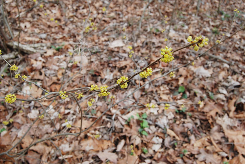 Picture of Spicebush, Lindera benzoin, branch with flowers. It grows along creek beds in Bell Mountain Wilderness in the Ozarks.