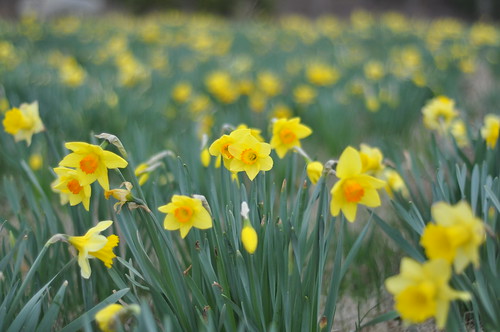 Raw daffodils