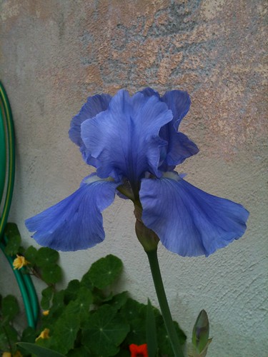 Blue Lilac Iris
