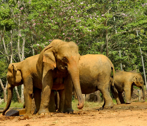Elephants  -  Pinnawala (by Queenie)
