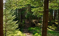 Culloden Forest, Scotland