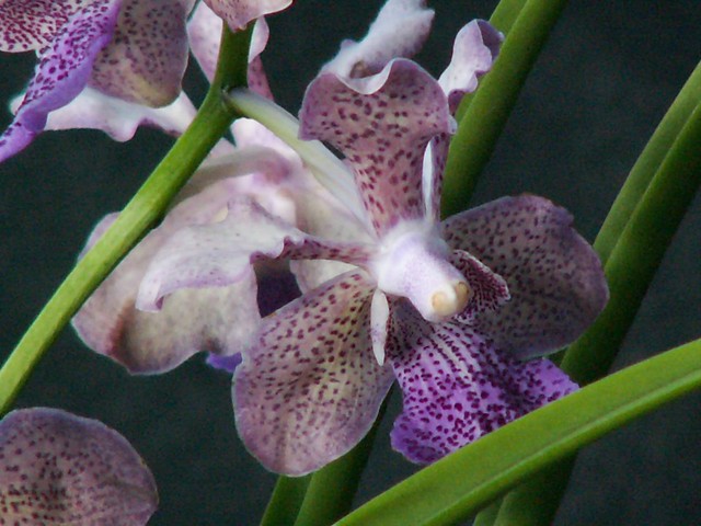 Pale Orchid