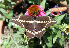 Butterflies Alive! at the Santa Barbara Museum of Natural History