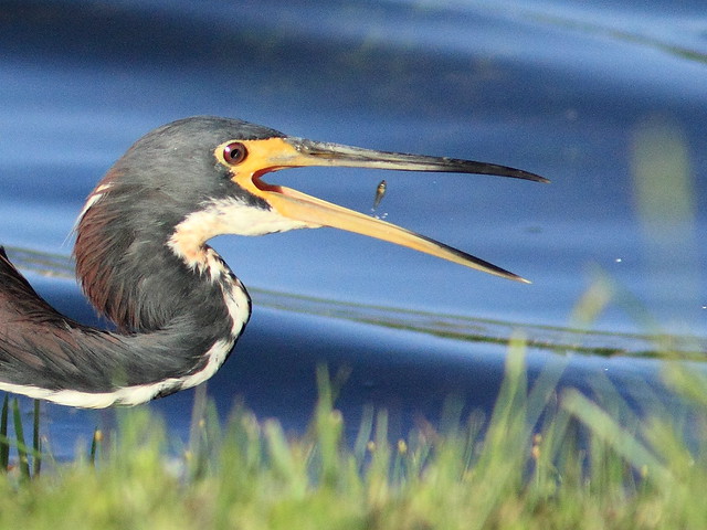 Tricolored Heron with tiny fish 20120808