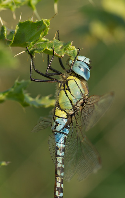 Southern migrant hawker Aeshna affinis 7