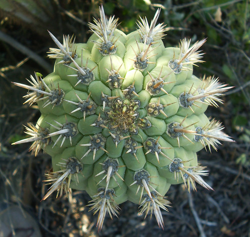 Echinopsis chiloensis by Andrés Videla Canessa