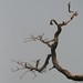 Trees in Nigeria - IMG_2354_CR2_v1