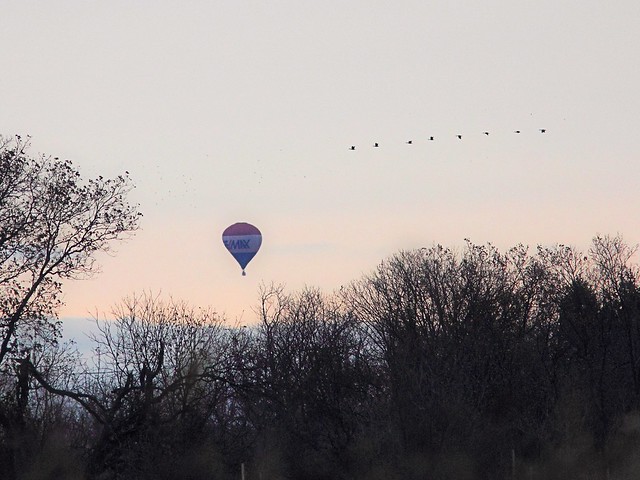 Balloon and Geese 20121103