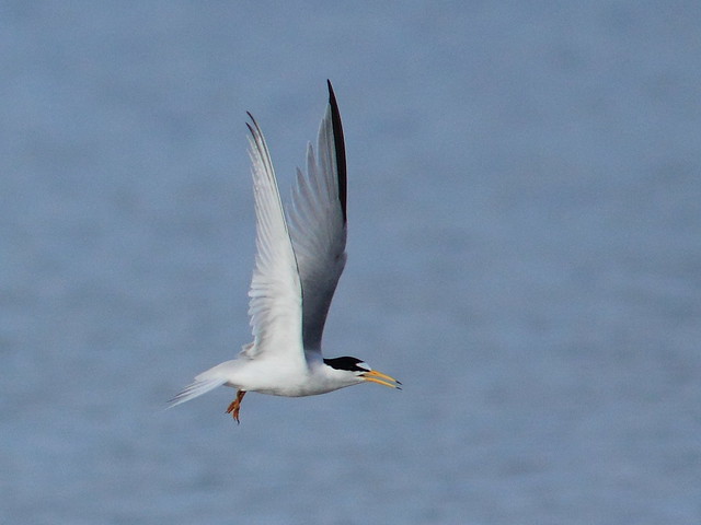Least Tern in flight 20120411