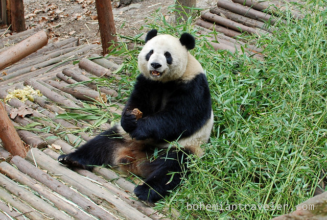 Pandas in Chengdu China