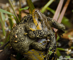 Checkered Keelback watersnake swallowing a toad.