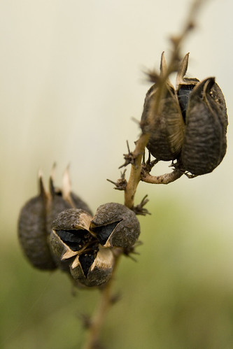 Yucca seedpods